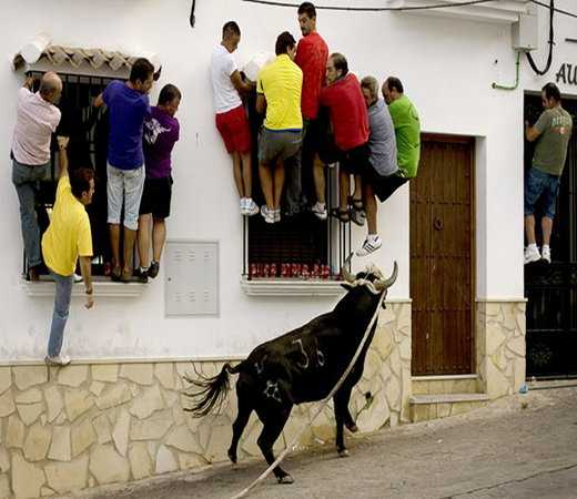 people and cow